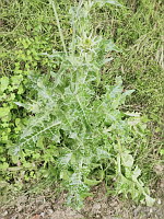 Chardon Marie (photo Mrugala F., Venerieu, mai 2024)(3)